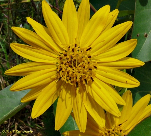 {Silphium terebinthinaceum}